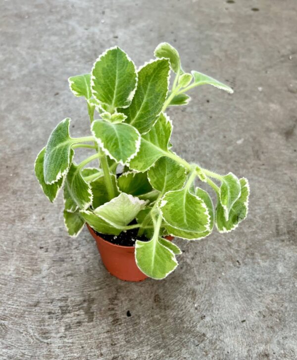 4" Oregano Variegated Cuban