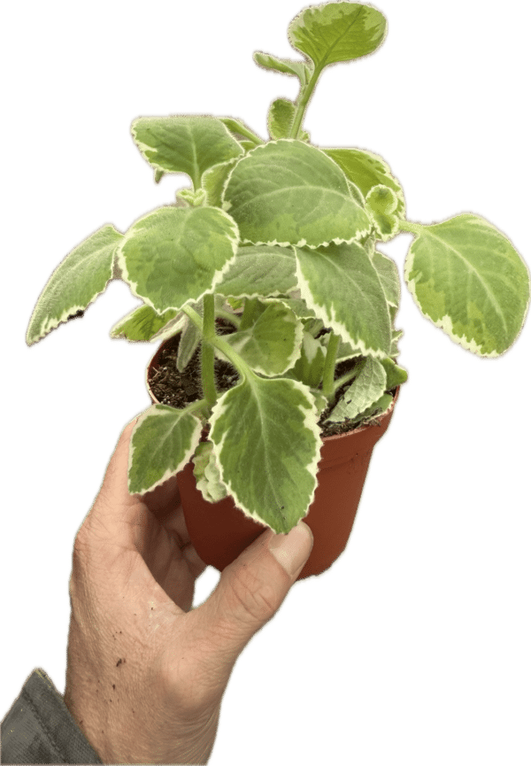 4" Oregano Variegated Cuban - Image 2