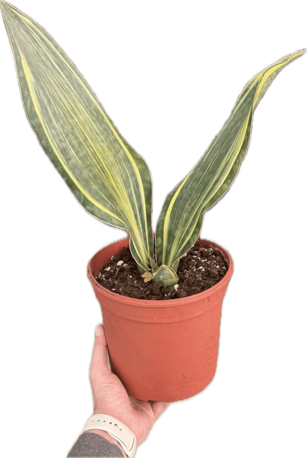 8" Sansevieria Whale Fin Variegated